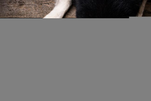 Jak zrozumieć, że psa zapalenie żołądka? Jak zrozumieć, że psa zapalenie żołądka?